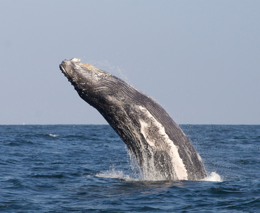 Ballena jorobada Megaptera novaeangliae - Los Órganos - Reserva Nacional Mar Tropical de Grau