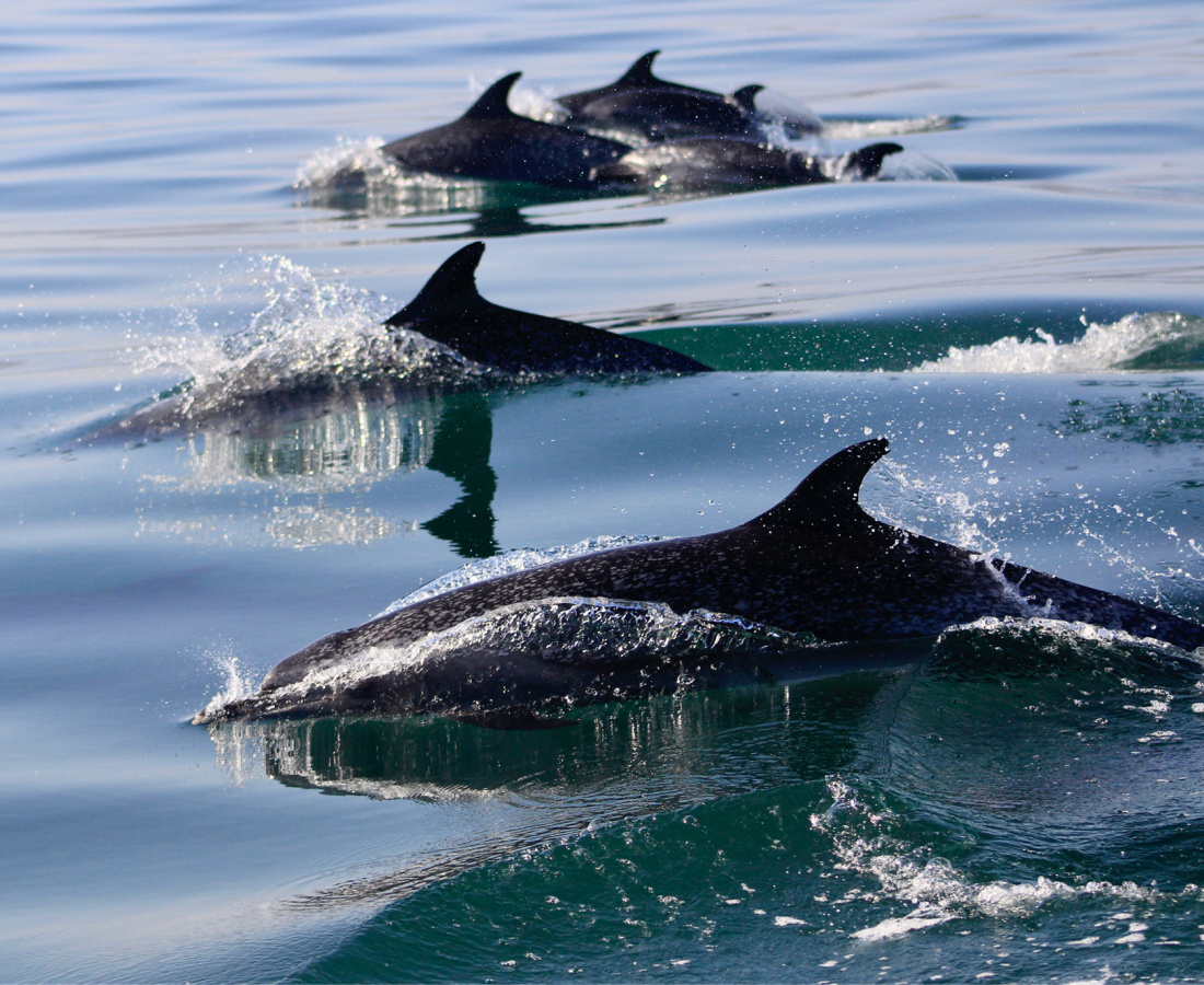 Delfín moteado pantropical