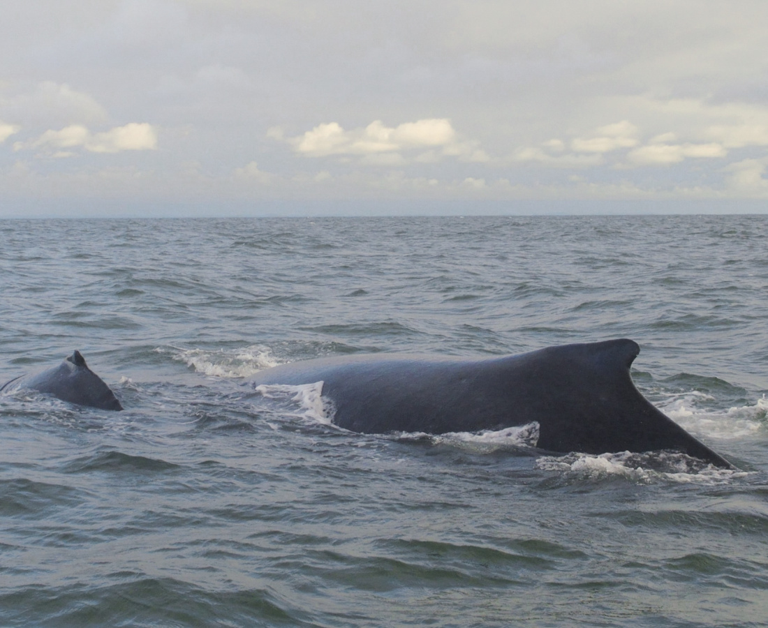 Aletas dorsales de ballena jorobada con cria en Uramba Bahia Malaga, Buenaventura, Colombia