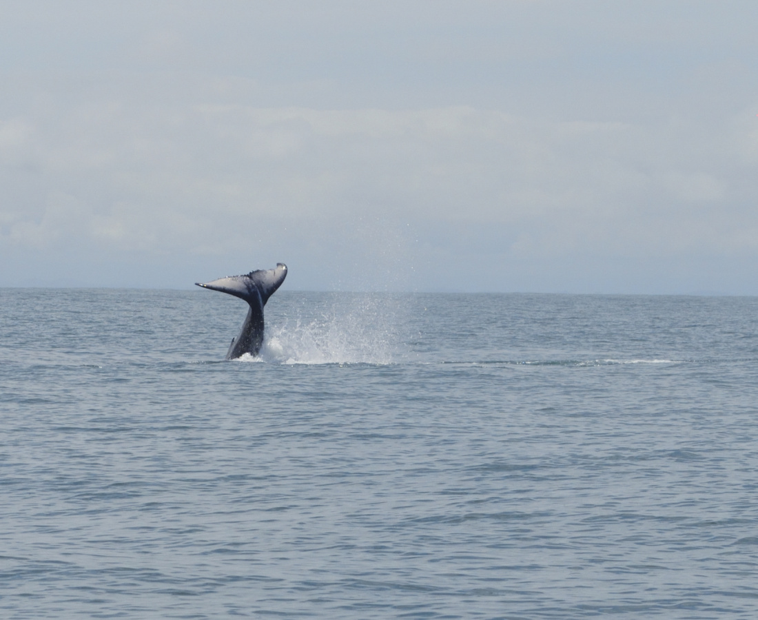 Serie de ballenato jugando con su aleta caudal en Uramba Bahia Malaga, Buenaventura, Colombia 