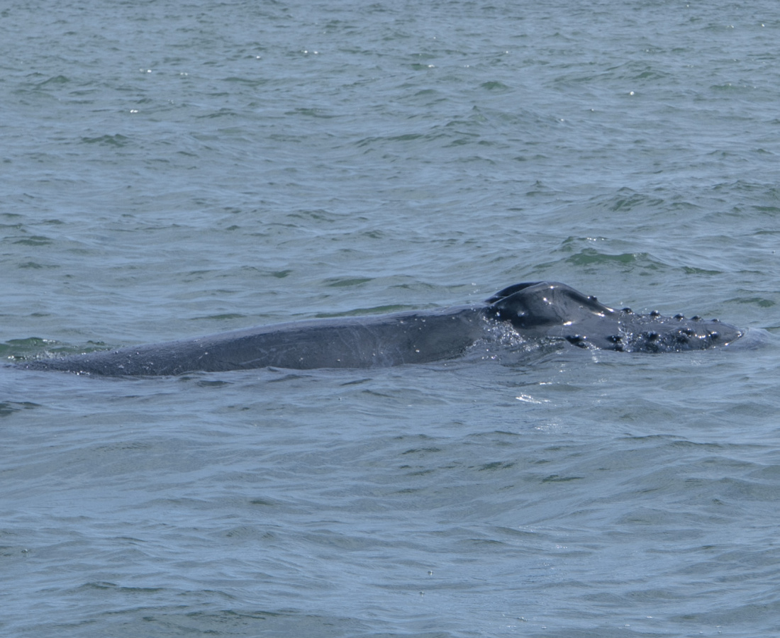 Ballena jorobada saliendo a superfie en Uramba Bahia Malaga, Buenaventura, Colombia