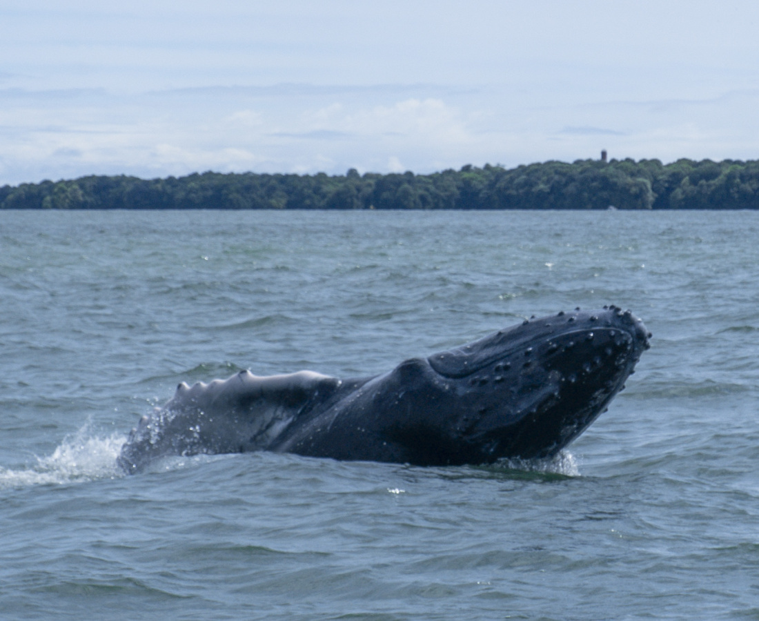 Ballenato explorando la superficie mostrando un perfil de su aleta pectoral en Uramba Bahia Malaga, Buenaventura, Colombia