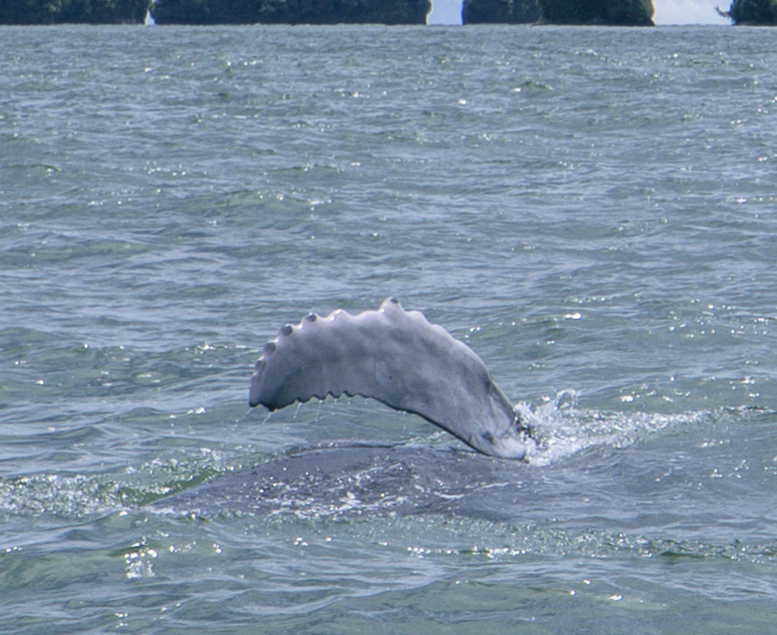 Aleta pectoral de ballenato en Uramba Bahia Malaga, Buenaventura, Colombia
