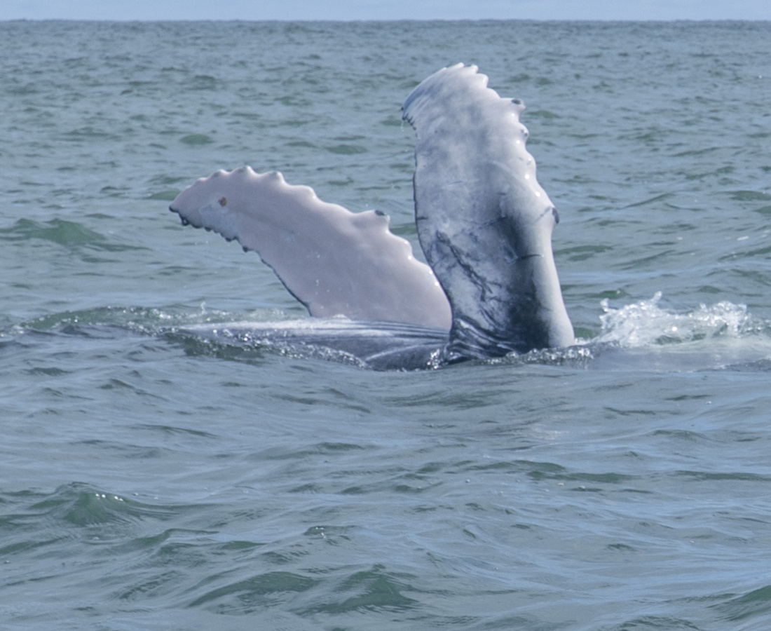 Aletas pectorales de ballenato en Uramba Bahia Malaga, Buenaventura, Colombia 