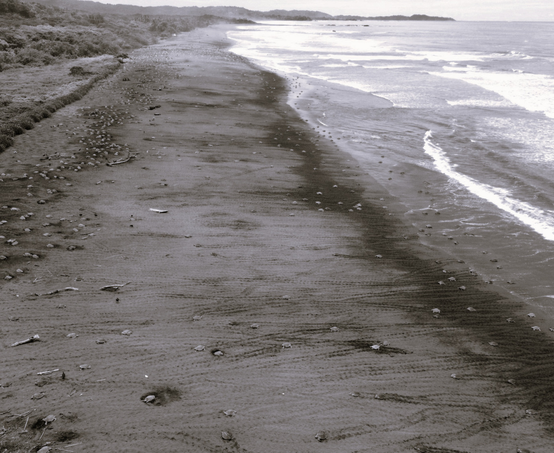 Fotografía con dron, arribada tortuga lora en playa Ostional 