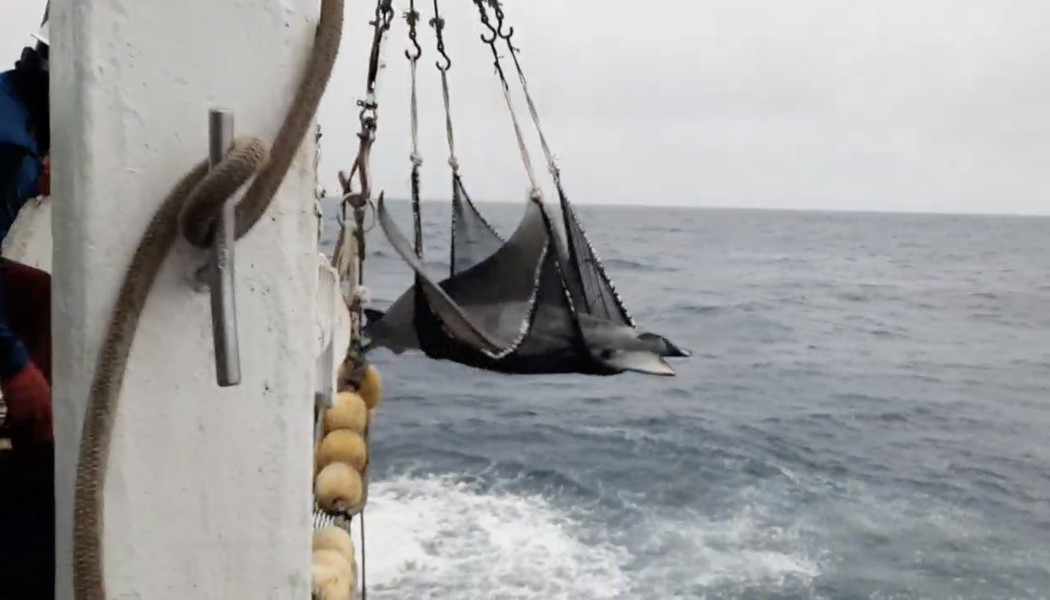 Liberación de móbula