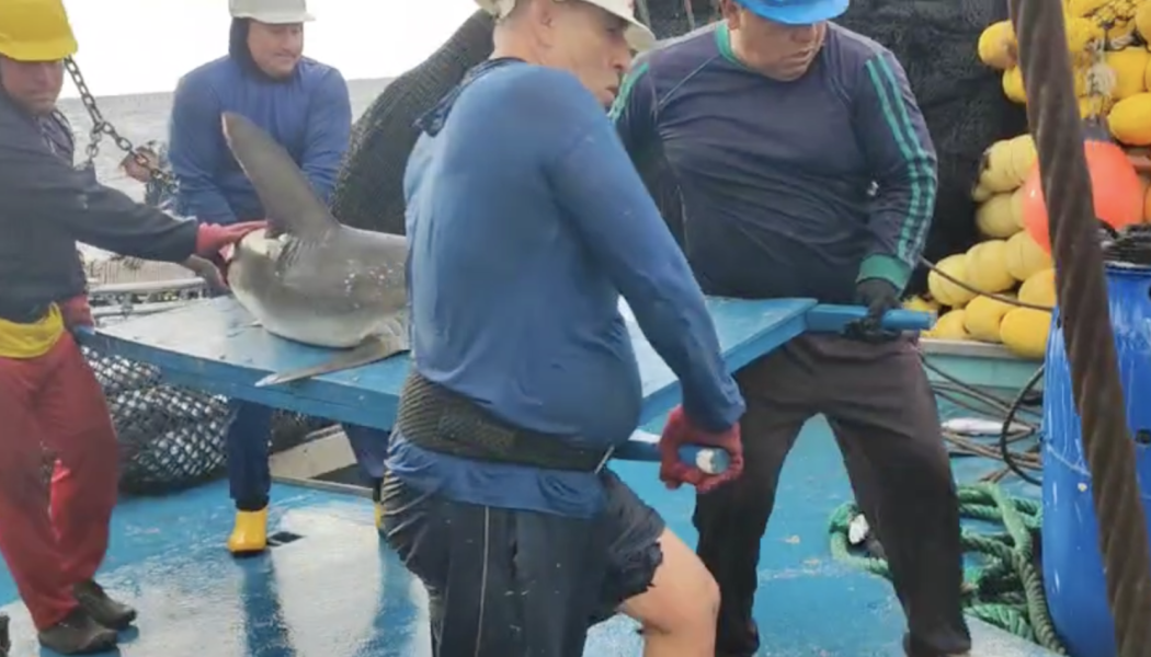 Atención a fauna marina