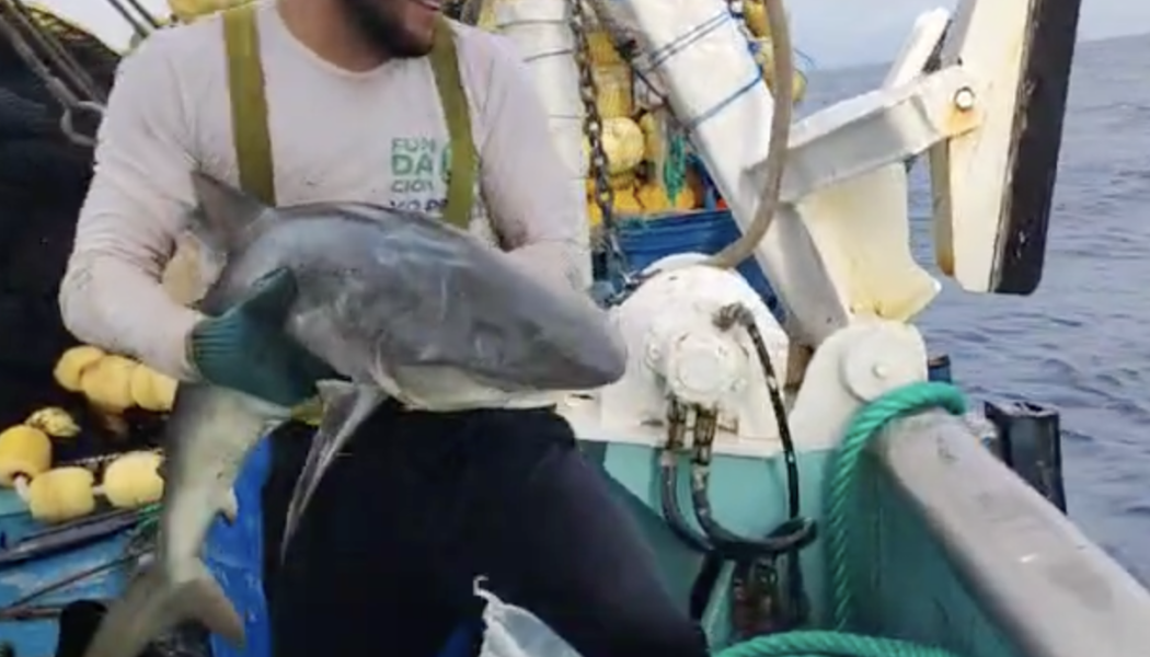 Liberación de tiburón