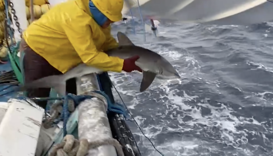 Liberación de tiburón