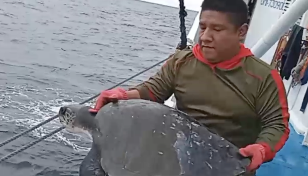 Liberación de tortugas