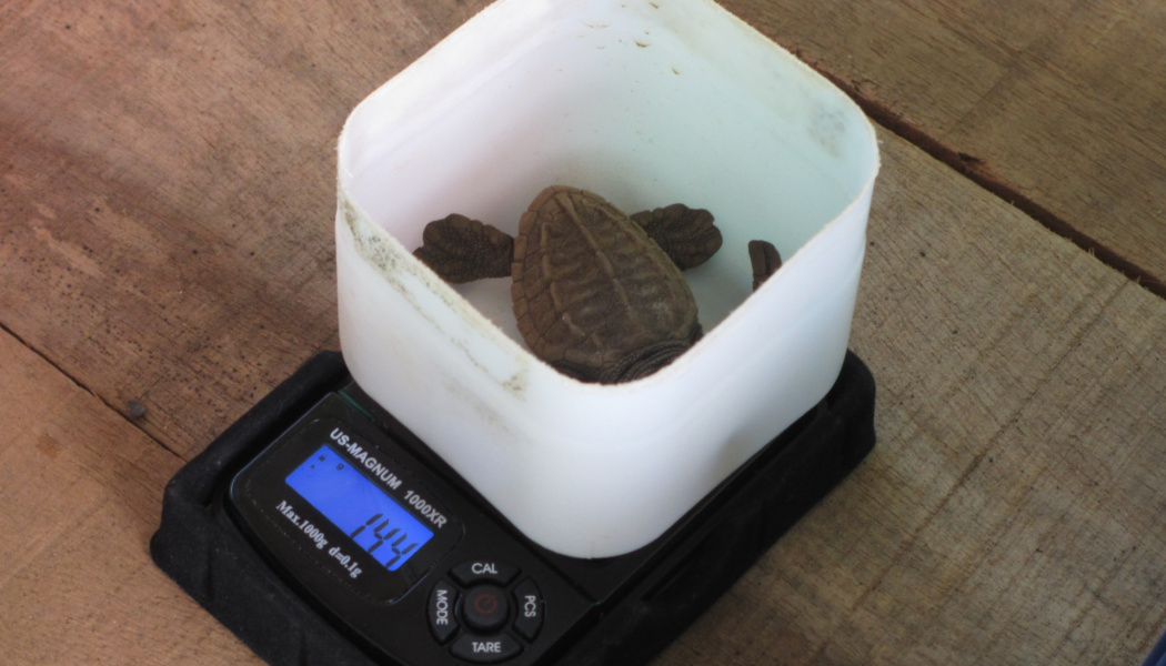 Pesando tortugas