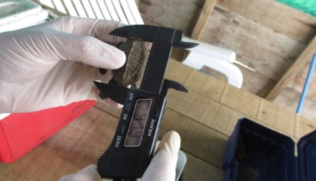 Medición de tortugas 2