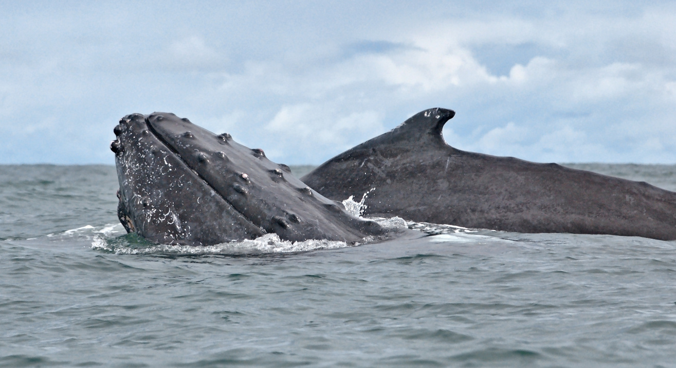 Ballena jorobada Megaptera novaeangliae - Fotografía Gabriel Daza