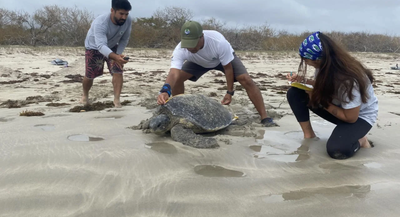 Evaluación tortuga marina