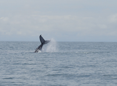 Serie de ballenato jugando con su cola en Uramba Bahia Malaga, Buenaventura, Colombia