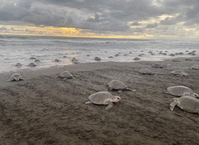 Arribada en Playa Ostional