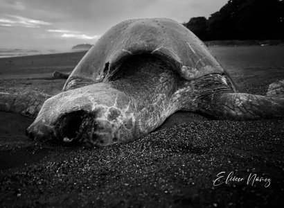 Algunas tortugas llegan su ciclo final de vida