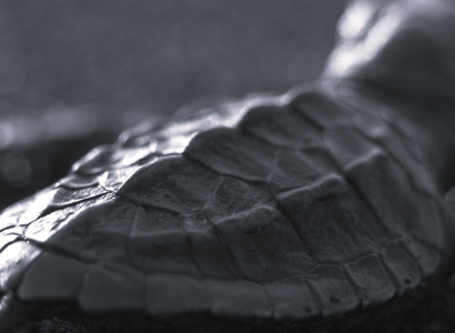 Una fotografía, que muestra el esfuerzo por la vida 