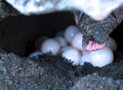 Huevos de tortuga lora