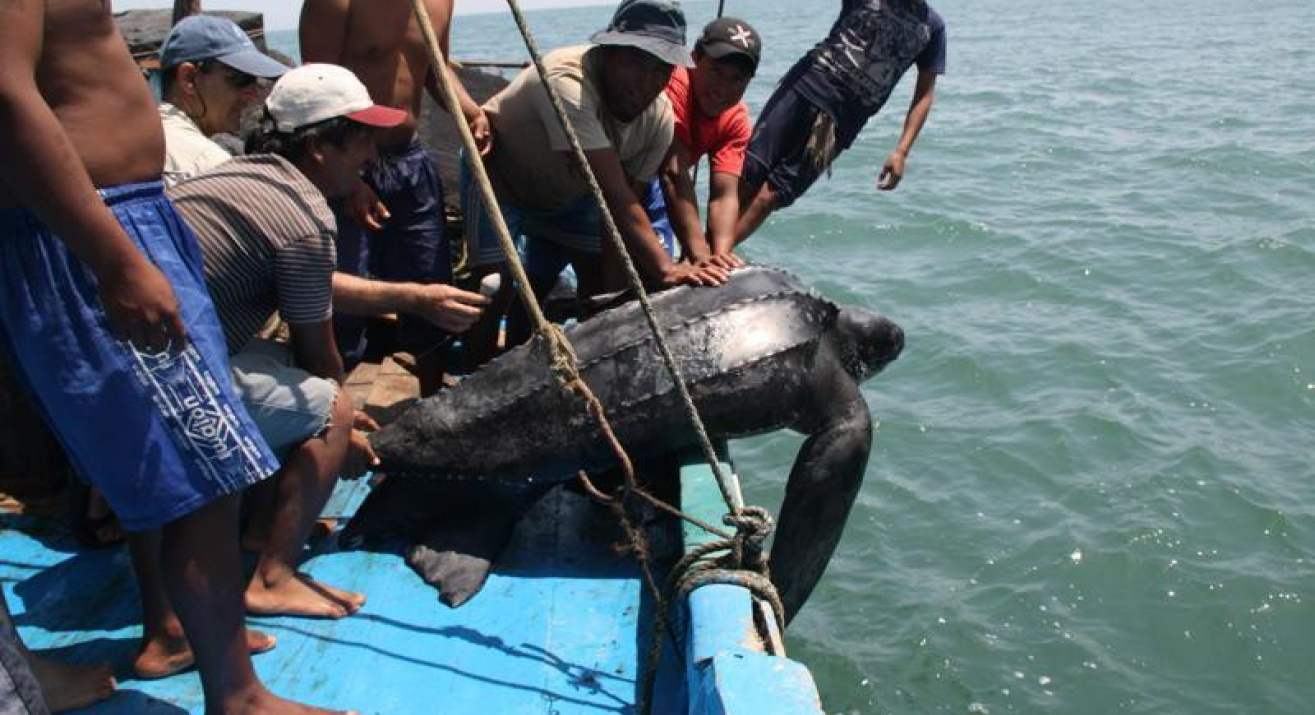 Liberación de tortuga marina