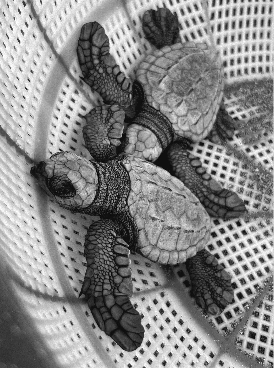 Neonatos de Tortuga Golfina (Lepidochelys olivacea)