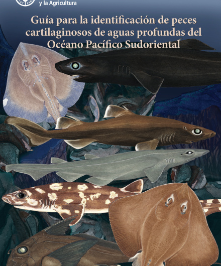 357. Guía para la identificación de peces cartilaginosos de aguas profundas del Océano Pacífico Sudoriental.pdf
