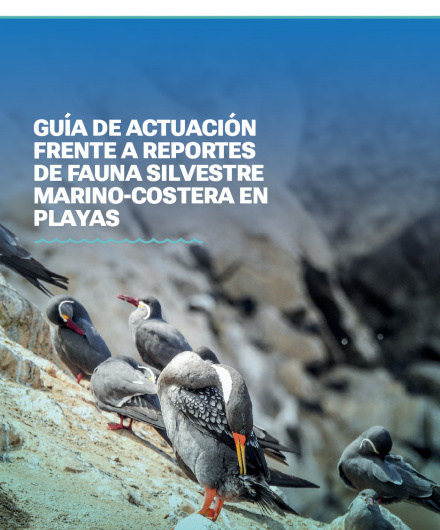 382. Guía de actuación frente a reportes de fauna silvestre marino-costera en playas.pdf