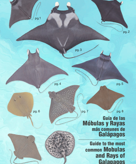 410. Guía de las Móbulas y Rayas más comunes de Galápagos.pdf
