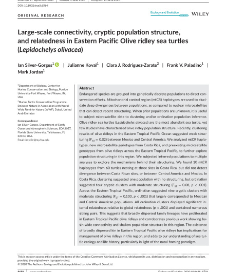436. Large‐scale connectivity, cryptic population structure, and relatedness in Eastern Pacific Olive ridley sea turtles (Lepidochelys olivacea).pdf