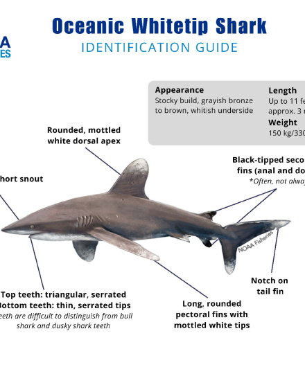 445. Oceanic Whitetip Shark, Identification guide.pdf