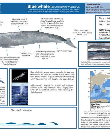 448. Blue whale (Balaenoptera musculus).pdf