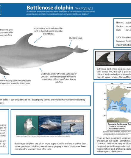 449. Bottlenose dolphin (Tursiops sp.).pdf