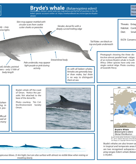 450. Bryde's whale (Balaenoptera edeni).pdf