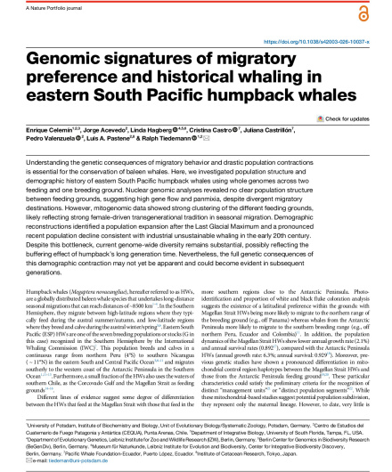 451. Genomic signatures of migratory preference and historical whaling in eastern South Pacific humpback whales.pdf