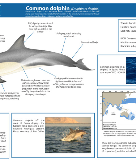 453. Common dolphin (Delphinus delphis).pdf
