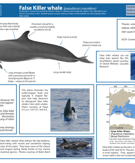 454. False killer whale (Pseudorca crassidens).pdf