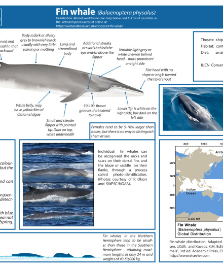 455. Fin whale (Balaenoptera physalus).pdf