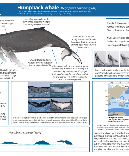 456. Humpback whale (Megaptera novaeangliae).pdf