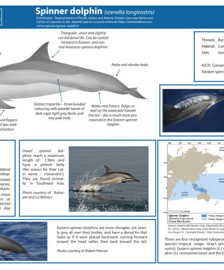 457. Spinner dolphin (Stenella longirostris).pdf