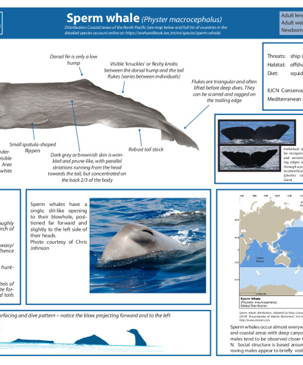 458. Sperm whale (Physeter macrocephalus).pdf
