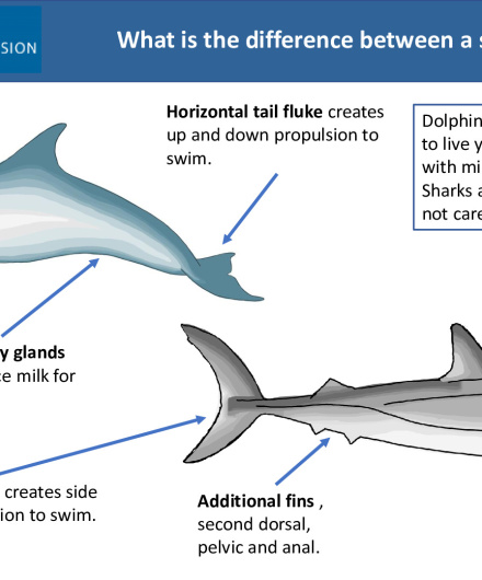 459. Difference Between a Shark and a Dolphin.pdf