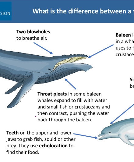 460. Difference Between a Whale and a Dolphin.pdf