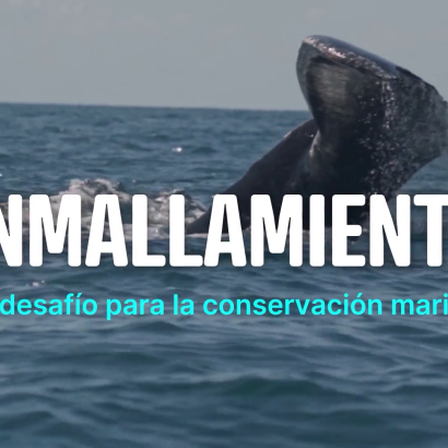 Portada Enmallamiento 