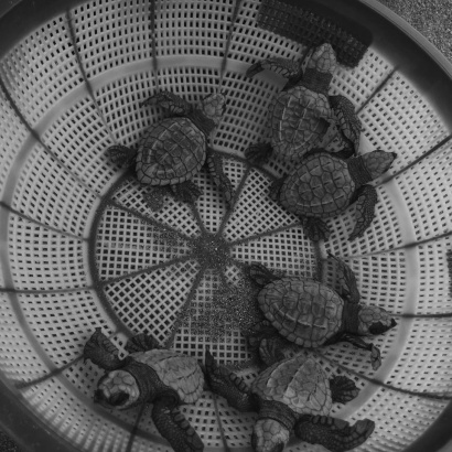 Neonatos de Tortuga Golfina (Lepidochelys olivacea)