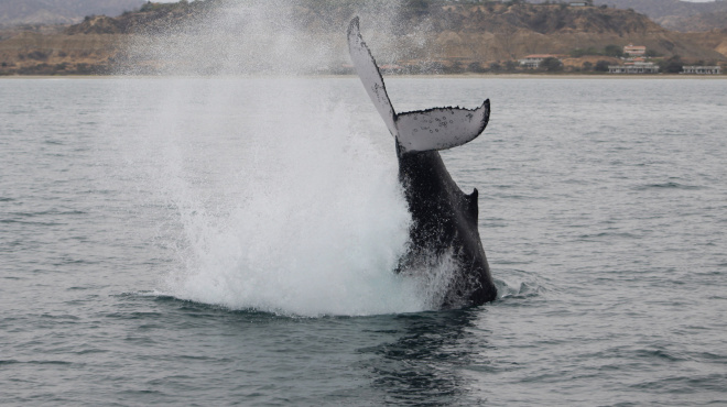Ballena jorobada Megaptera novaeangliae - Los Órganos - Reserva Nacional Mar Tropical de Grau