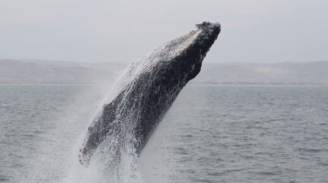 Ballena jorobada Megaptera novaeangliae - Los Órganos - Reserva Nacional Mar Tropical de Grau