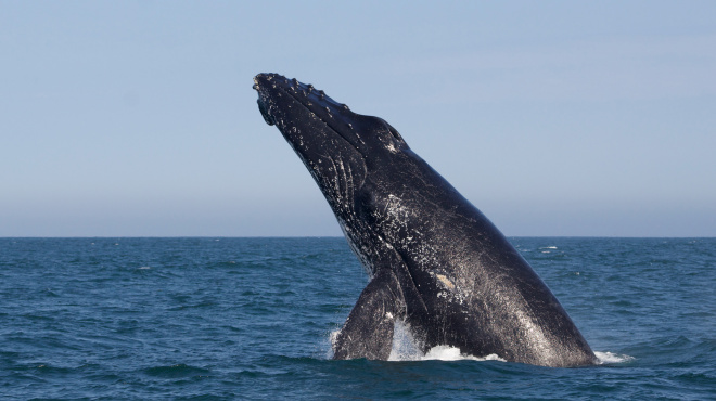 Ballena jorobada Megaptera novaeangliae - Los Órganos - Reserva Nacional Mar Tropical de Grau
