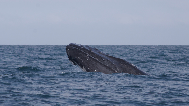 Ballena jorobada Megaptera novaeangliae - Los Órganos - Reserva Nacional Mar Tropical de Grau