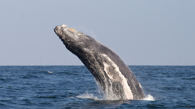 Ballena jorobada Megaptera novaeangliae - Los Órganos - Reserva Nacional Mar Tropical de Grau