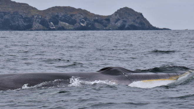 Ballena de aleta en mar abierto